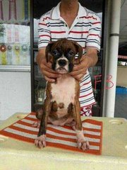 Boxer Puppy ( Parent Imported ) - Boxer Dog