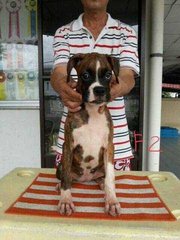 Boxer Puppy ( Parent Imported ) - Boxer Dog