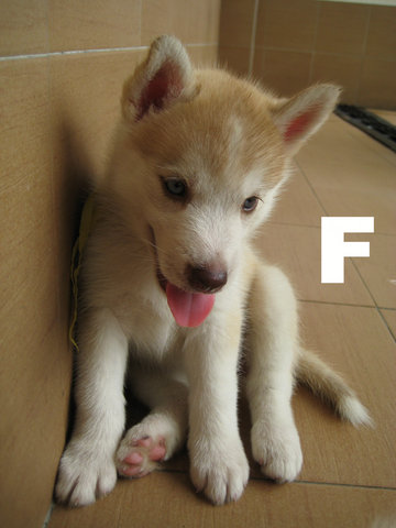 PF62111 - Siberian Husky Dog