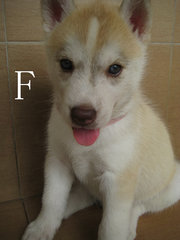 PF62111 - Siberian Husky Dog