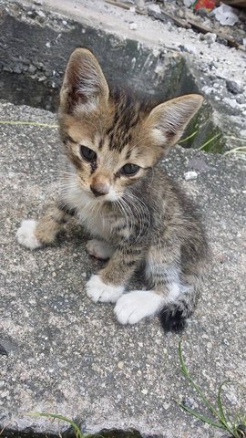 Leopard - Bengal Cat