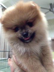 Pomeranian - Pomeranian Dog