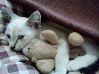 it's my teddy 