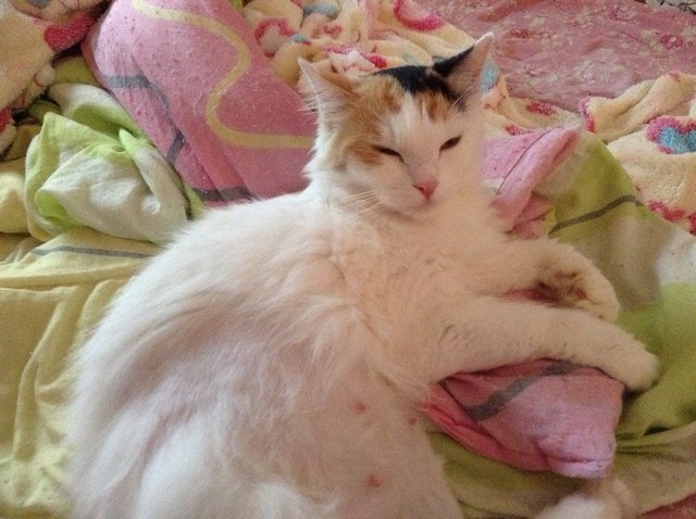 No Name - Persian + Turkish Van Cat