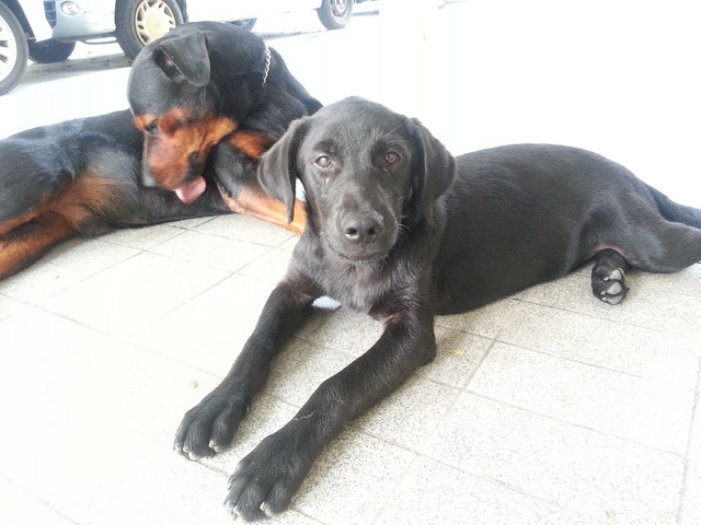 Puppy - Golden Retriever + Rottweiler Dog