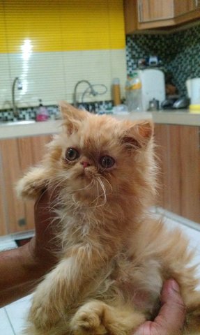 Oren - G - Persian Cat