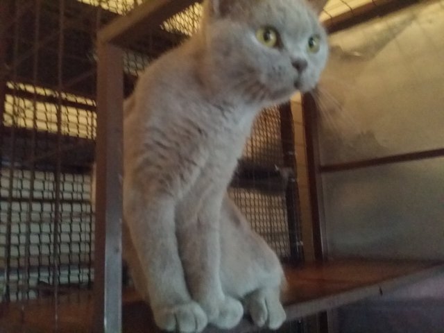 PF62167 - British Shorthair Cat