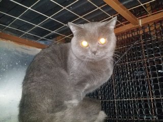 PF62168 - British Shorthair Cat