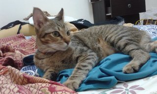 Zaatar - Domestic Short Hair Cat