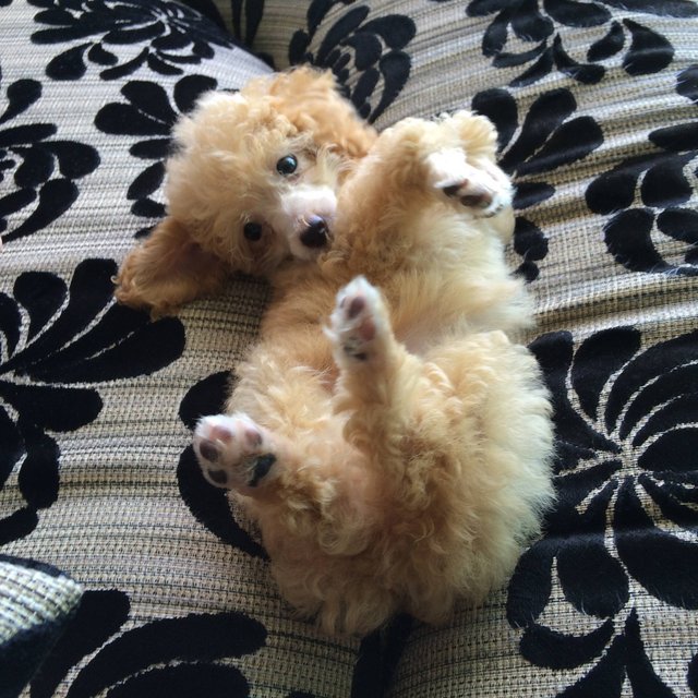 Toy Poodle - Poodle Dog