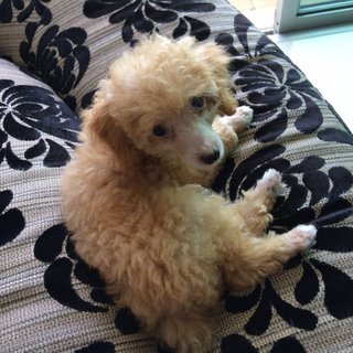 Toy Poodle - Poodle Dog