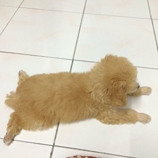 Toy Poodle - Poodle Dog