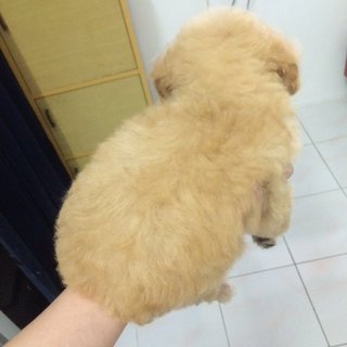 Toy Poodle - Poodle Dog