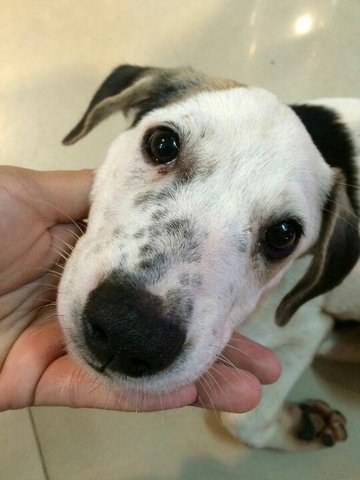 Lucky  - Mixed Breed Dog