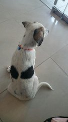 Lucky  - Mixed Breed Dog