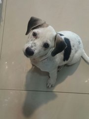 Lucky  - Mixed Breed Dog