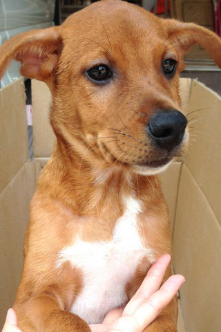 Latte, Mocha &amp; Espresso! - Mixed Breed Dog