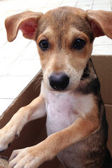 (Female) Hi, I'm Espresso and I'm the smallest among my siblings! If you wish to adopt me please cal