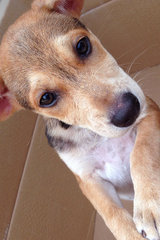 (Female) Hi, I'm Espresso and I'm the smallest among my siblings! If you wish to adopt me please cal