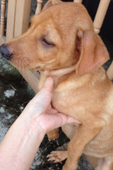 (Male) Hi, I'm Mocha! If you wish to adopt me please call 012-6230873