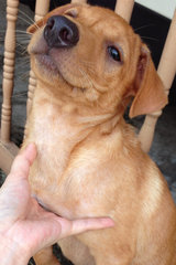 (Male) Hi, I'm Mocha! If you wish to adopt me please call 012-6230873