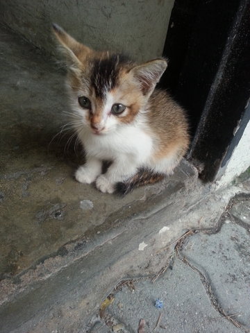 Minitiger - Domestic Short Hair Cat