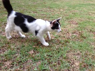 Duster - Domestic Short Hair Cat