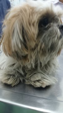 Found Shihtzhu  - Shih Tzu Dog