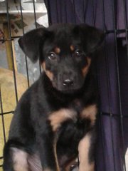 Rottie - Mixed Breed Dog