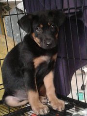 Rottie - Mixed Breed Dog