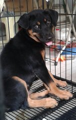 Rottie - Mixed Breed Dog