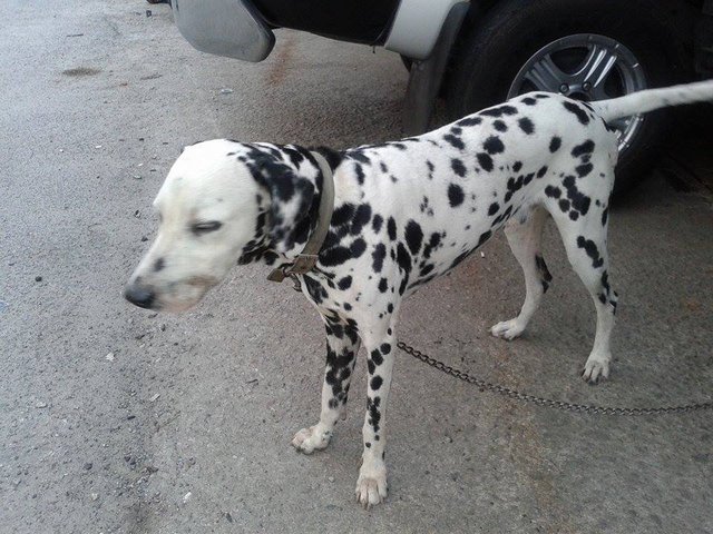 Dalmatian Puppy - Dalmatian Dog