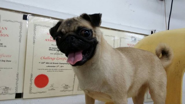 Pug Pug - Pug Dog