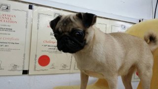 Pug Pug - Pug Dog