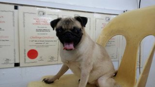 Pug Pug - Pug Dog