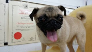 Pug Pug - Pug Dog