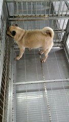 Pug Pug - Pug Dog