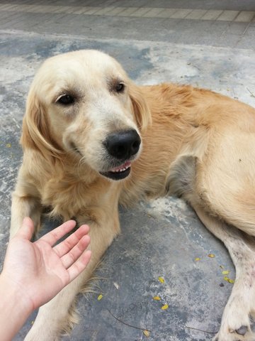 Daisy - Golden Retriever Dog