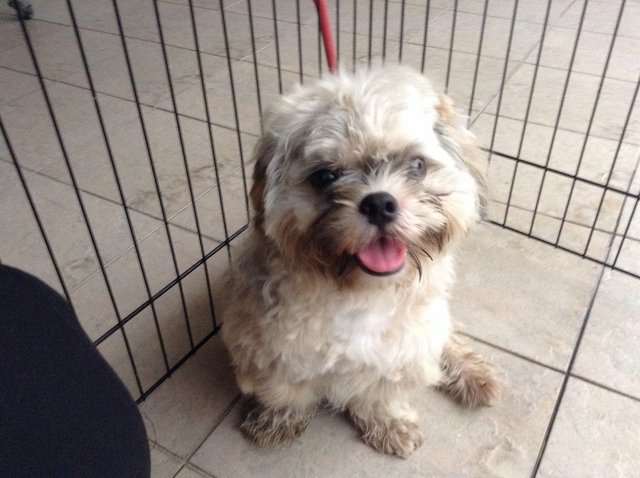 Shih Tzu Mixed( Owner Found) - Shih Tzu Mix Dog