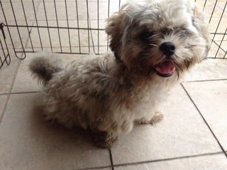 Shih Tzu Mixed( Owner Found) - Shih Tzu Mix Dog