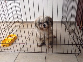 Shih Tzu Mixed( Owner Found) - Shih Tzu Mix Dog