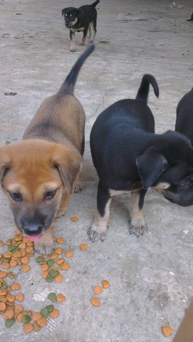 Girl Girl - Mixed Breed Dog