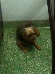 Rocky - Silky Terrier Dog