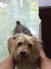 Rocky - Silky Terrier Dog