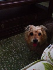 Rocky - Silky Terrier Dog