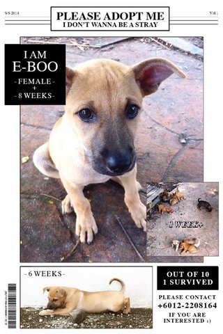 E-boo - Mixed Breed Dog