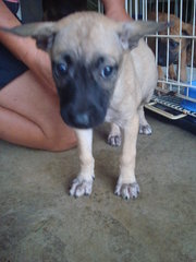 Pierre, Brandi &amp; Carlos - Mixed Breed Dog