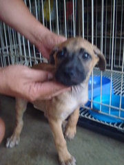 Pierre, Brandi &amp; Carlos - Mixed Breed Dog