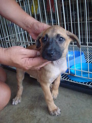 Pierre, Brandi &amp; Carlos - Mixed Breed Dog