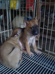 Pierre, Brandi &amp; Carlos - Mixed Breed Dog